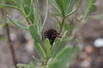 Bushy seaside tansy